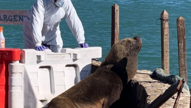 Photo of SE DETECTÓ GRIPE AVIAR EN LOBOS MARINOS